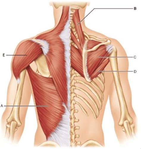 Muscles Of The Pectoral Girdle And Upper Limbs Part 1 Quiz Quizizz
