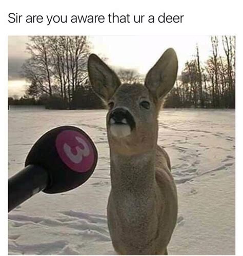 Sir Are You Aware That Ur A Deer Animals Know Your Meme