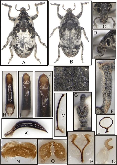 Nefis Korotyaevi Sp Nov A Holotype Male B Paratype Female C