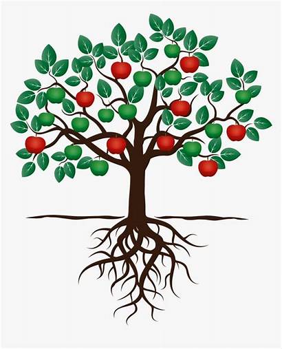 Tree Fruit Clipart Apple Roots Transparent Root
