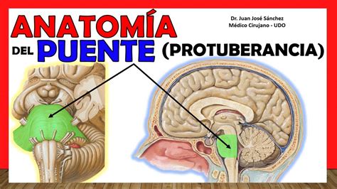 Anatom A Del Puente Protuberancia Anular Explicaci N Sencilla