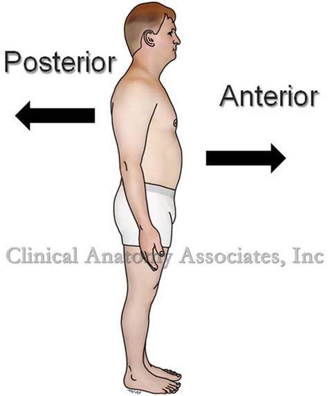 Anterior Vs Posterior Anatomy Anatomy Book