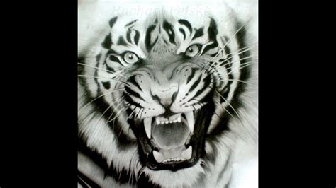 Siberian Tiger Drawing At Paintingvalley Com Explore Collection Of