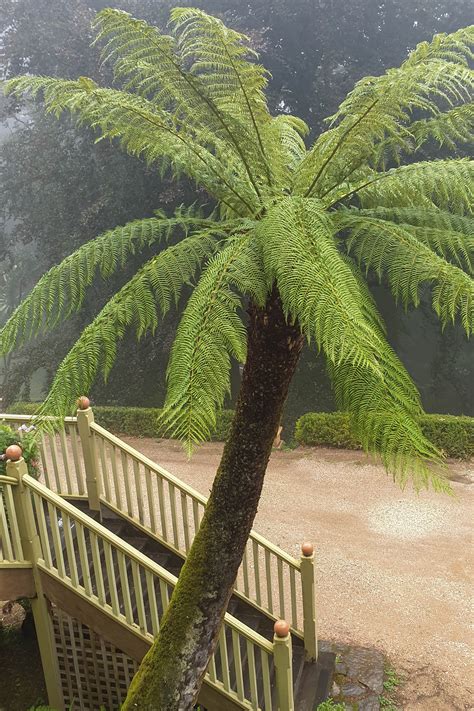 What You Need To Know About Tree Ferns For A Cool Climate The Middle