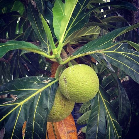 Roadtrip Árbol De Pana Panapén Ulu Breadfruit Puertorico Aguada