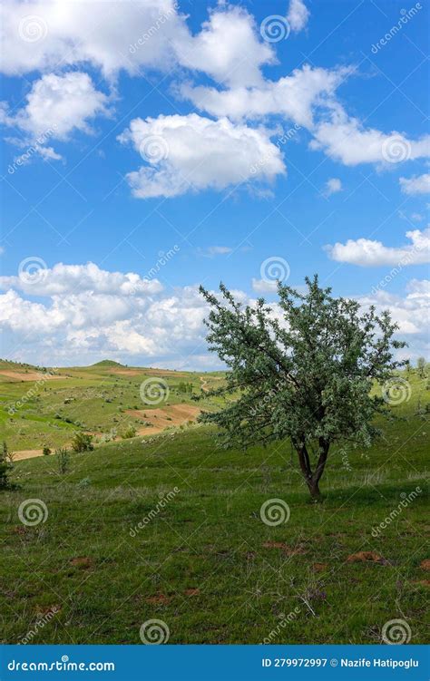 Green Landscape And Single Tree View Wonderful Spring Views Stock