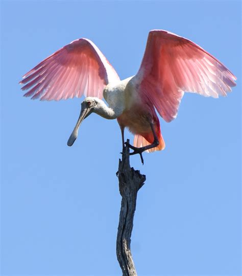 Roseate Spoonbill About To Fly Pics4learning
