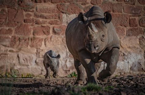 Birth Of Baby Rhino Celebrated At Chester Zoo Itv News Granada