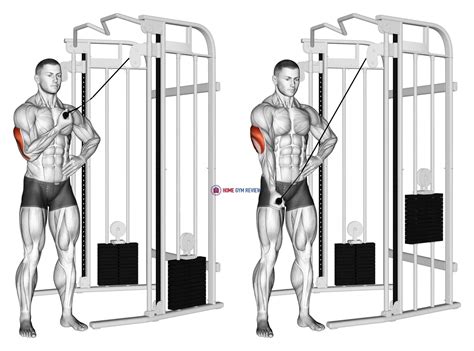 Cable One Arm Side Triceps Pushdown Home Gym Review