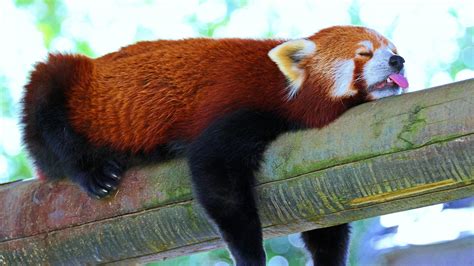 Download Sleeping Animal Red Panda 4k Ultra Hd Wallpaper