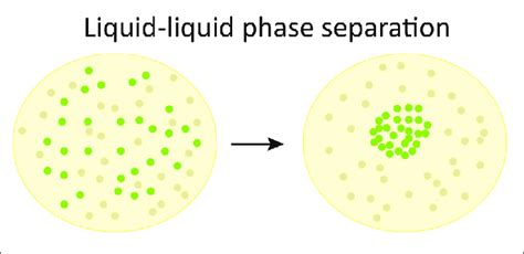 Liquid Liquid Phase Separation A Schematic Chart Of Liquid Liquid