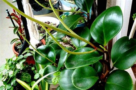 Check spelling or type a new query. すべての美しい花の画像: 上ペペロミア 花