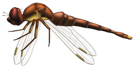 Dragonfly Brown Png Clip Art Best Web Clipart