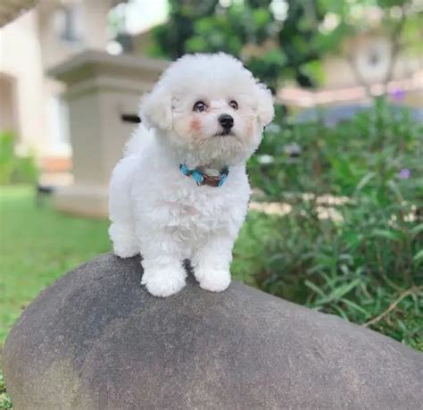 15 Adorable Photos Of Bichon Frise Puppies With Pure Beauty