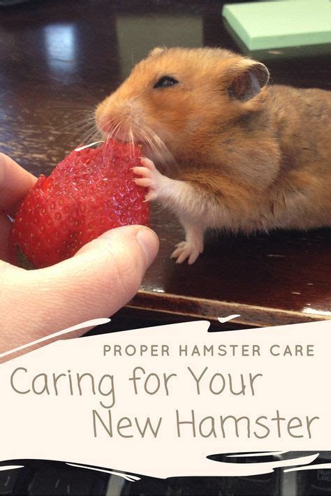 Proper Hamster Care Caring For Your New Hamster Hamster Care