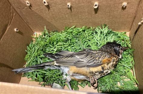 Reports Of Mysterious Bird Disease Decreasing In Pennsylvania