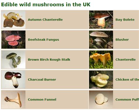 Foragingguide A Guide To Identifying Edible Wild Mushrooms Edible