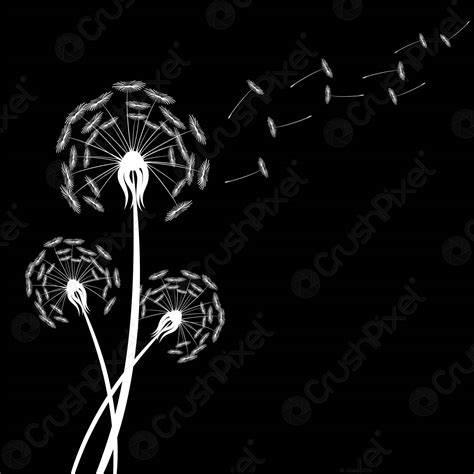 White Dandelion Silhouette With Wind Blowing Flying Seeds Isolated On