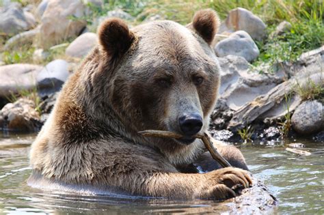 Playful Grizzly Bear Chewing Stick Grizzlies Eat Edible Plants