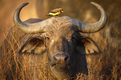 The Art Of Cooperation 6 Examples Of Serengeti Symbiosis Thomson Safaris