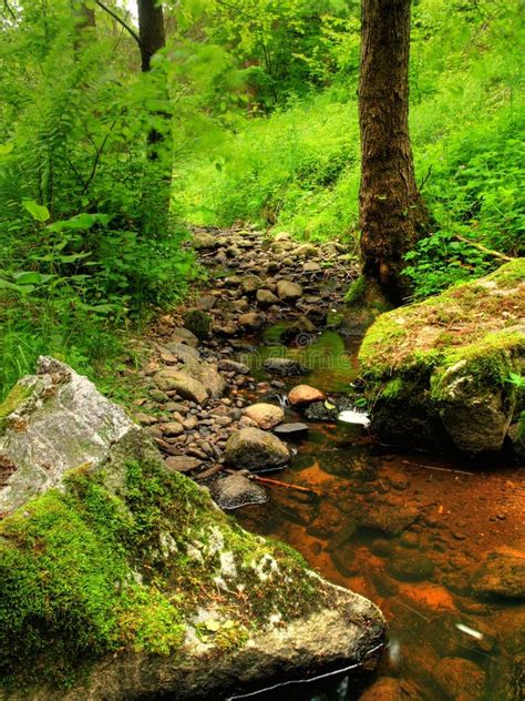 Small Stream In The Woods Stock Image Image Of Streaming 12484701