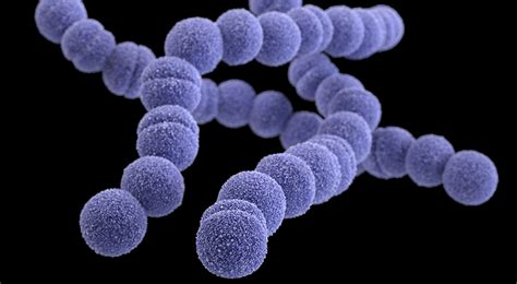Clinical Case File Group A Streptococcus Microbiologics Blog