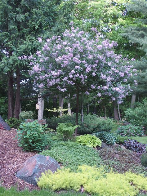 Dwarf Korean Lilac Tree Form Knechts Nurseries And Landscaping