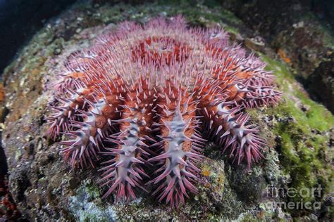 A Crown Of Thorns Starfish Feeds 1 Photograph By Ethan Daniels Pixels