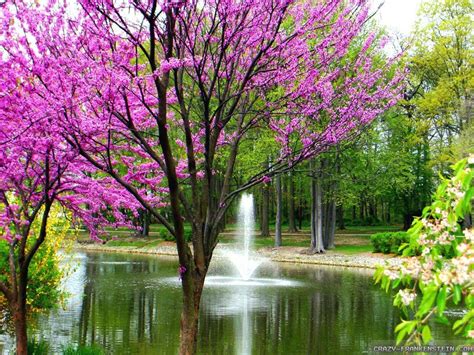 Scenic Spring Wallpapers Top Free Scenic Spring Backgrounds