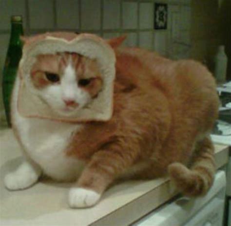 Image 243043 Cat Breading Know Your Meme