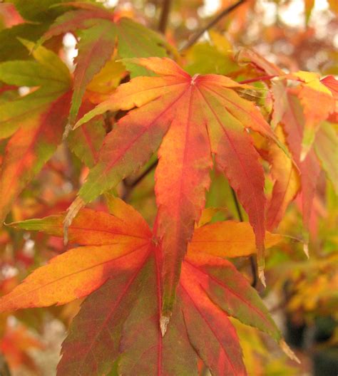 During summer the leaves turn burgundy before putting on a rich red color in fall. Japanese Maple Colors | The World's Best Gardening Blog