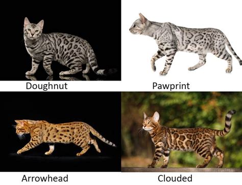 Bengal Cat Breed Profile Cat World