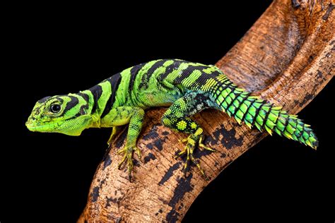 53 Most Colorful Reptiles In The World Color Meanings
