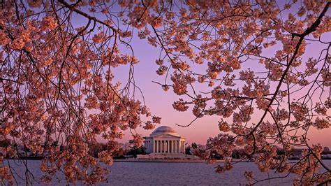 Bing Image Cherry Blossoms Spring To Life Bing Wallpaper Gallery