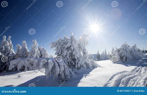 Snow Covered Pine Trees In The Mountains Stock Image Image Of White