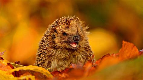 Hedgehog Autumn Leaves Animals 1080p Wallpaper Hdwallpaper