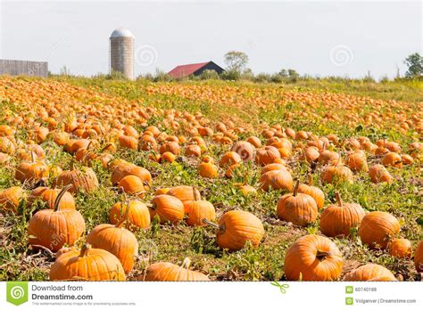 Pumpkin Field In A Country Farm Autumn Landscape Stock