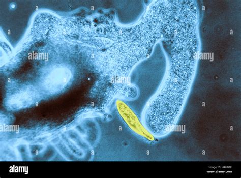 Amoeba Attacking Paramecium Hi Res Stock Photography And Images Alamy