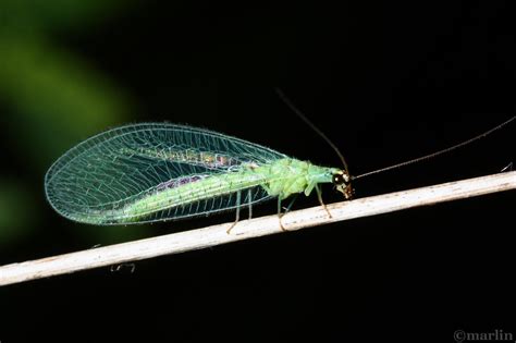 Green Lacewing North American Insects And Spiders
