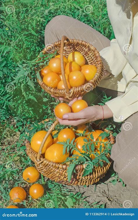 Freshly Harvested Yellow Tomatoes Stock Photo Image Of Harvest