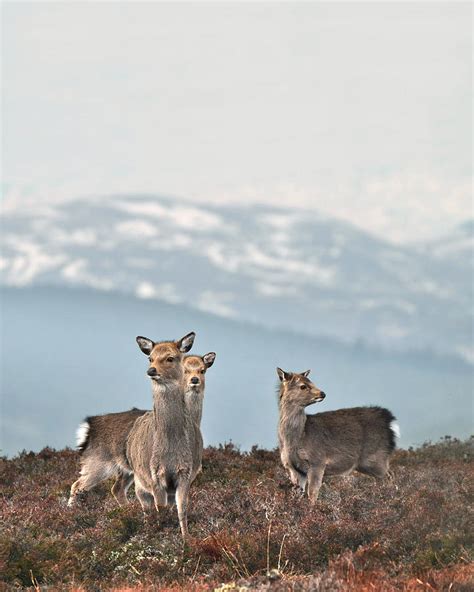 Sika Deer 1 Photograph By Gavin Macrae Pixels