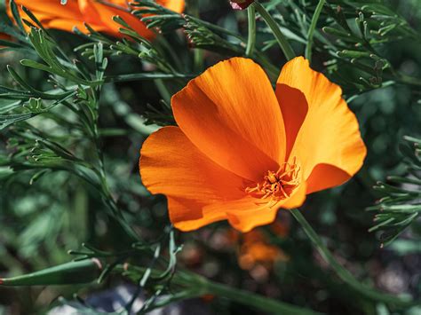 California Poppy Description And Facts Britannica