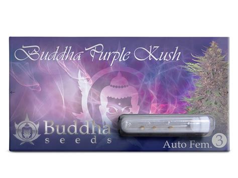 Buddha Seeds Buddha Purple Kush Feminizovaná Autoflowering Guruseedcz