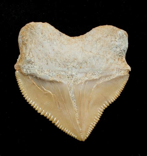 Squalicorax Fossil Shark Tooth Morocco For Sale 3415