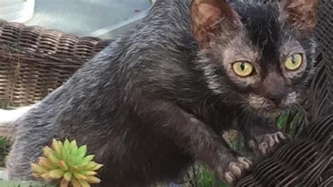 Halloween Is Over But You Can Still Own A Werewolf Cat