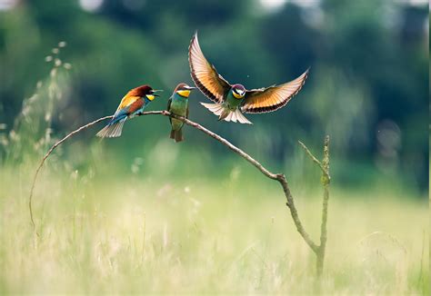 Landscape Nature Birds Bee Eaters Wallpapers Hd Desktop And Mobile