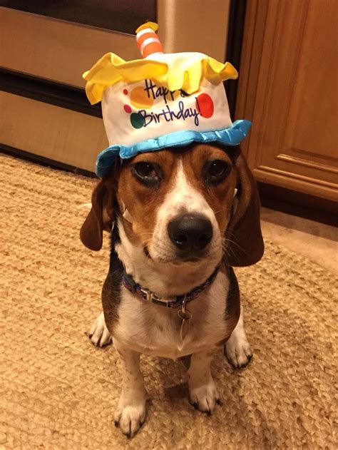 Funny Beagle Birthday