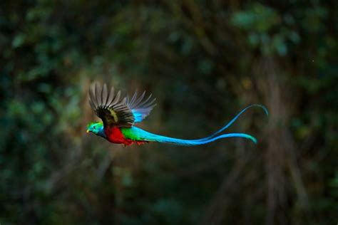 High In The Cloud Forests Of Guatemala Lives The Elusive Quetzal A