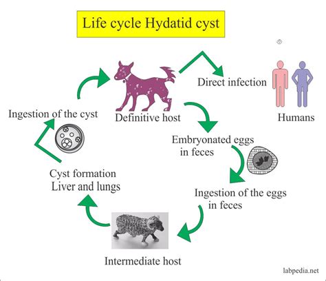 Hydatid Cyst Life Cycle Sexiz Pix