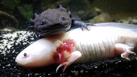 Axolotls The Adorable Giant Salamanders Of Mexico Live Science